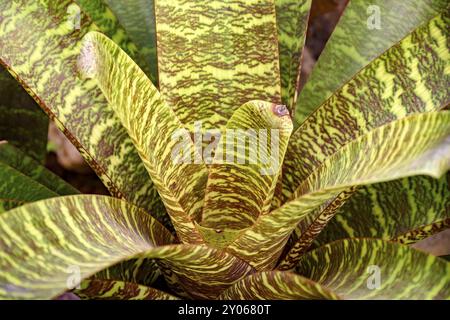 Feuilles de broméliacées originaire de la forêt Atlantique brésilienne Banque D'Images