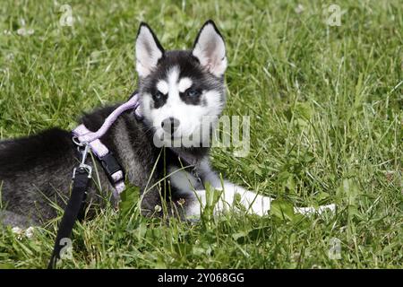 Chiot Husky Banque D'Images