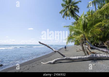 Jeune femme marchant le long d'une plage de sable, forêt tropicale avec des palmiers sur la côte Pacifique, parc national de Corcovado, péninsule d'Osa, Puntarena P. Banque D'Images