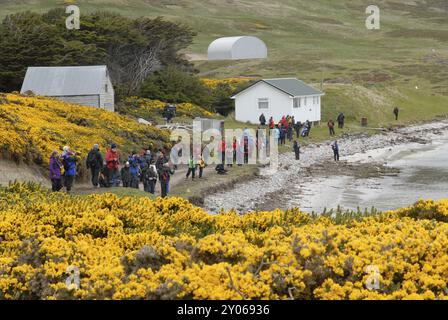 Carcass Settlement avec près de 100 touristes à la plage et jaune florissant gorse, Port Pattison, Carcass Island, îles Falkland, Amérique du Sud Banque D'Images