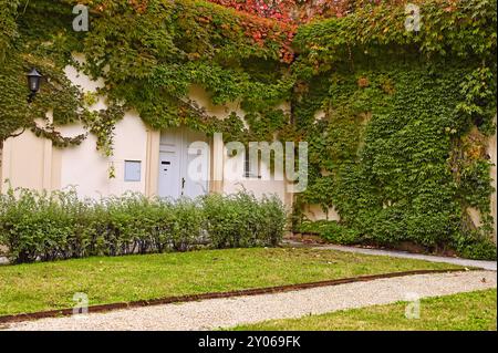 Le mur d'une vieille maison couverte de feuilles rampantes en saison d'automne de Vienne Banque D'Images