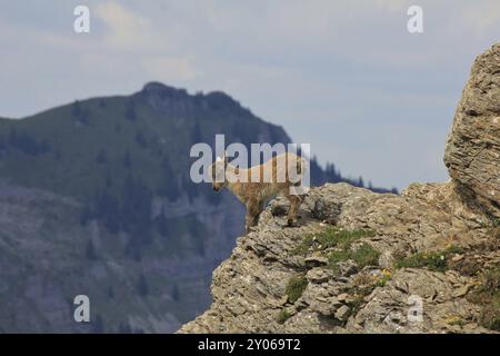 Animal sauvage vivant haut dans les Alpes. Bébé bouillon alpin photographié sur le Mont Niederhorn Banque D'Images