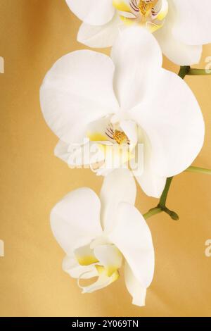Phalaenopsis Aphrodite (orchidée de lune) sur un fond de tissu jaune Banque D'Images