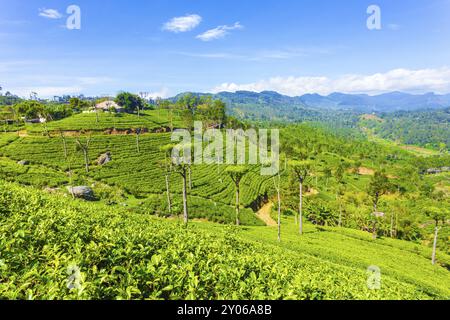 Maison au sommet d'une colline surplombe des vues panoramiques incroyables de plantation de thé bien entretenue et rangées de plantes soignées ci-dessous dans la ville montagneuse de Haputale, Sri Lanka. Banque D'Images