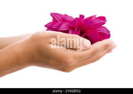 Gros plan sur les mains de l'enfant tenant la fleur rouge isolé sur blanc Banque D'Images