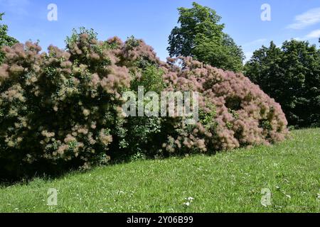 Arbuste de perruque (Cotinus coggygria), en inflorescence, Allemagne, Europe Banque D'Images