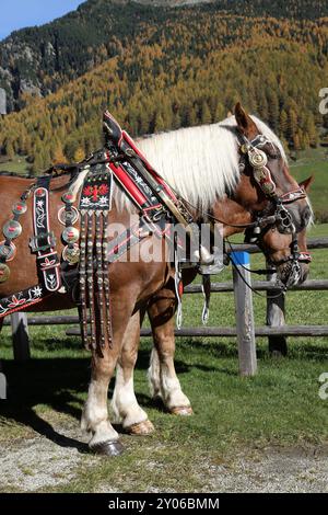 Cheval Haflinger Banque D'Images