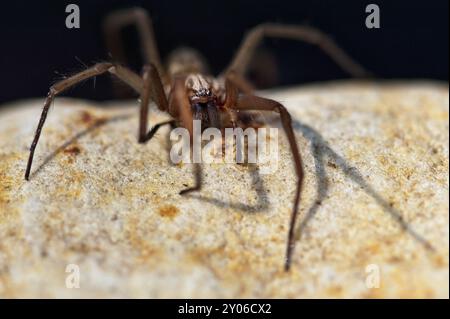 Araignée à grand angle assise sur une pierre Banque D'Images