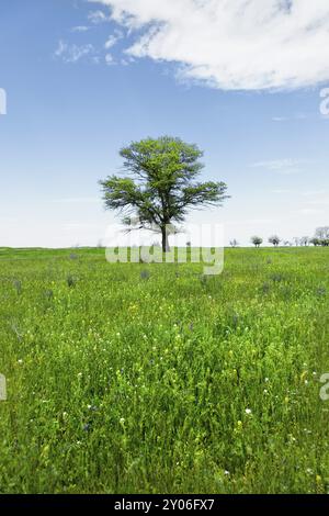 Paysage de printemps chêne vert solitaire sur un champ vert d'herbe luxuriante contre un fond de ciel bleu de rayons de soleil et de nuages blancs. Le concept d'ecolo Banque D'Images