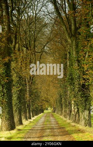 Avenue Chestnut en automne, basse-Saxe, Allemagne, Europe Banque D'Images