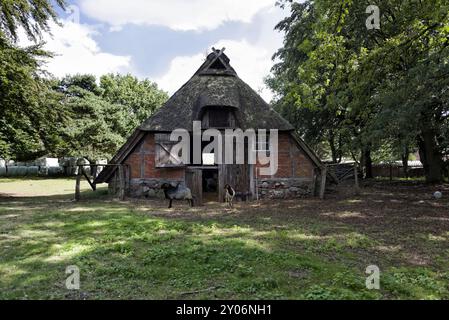 Bergerie dans la Heath de Lueneburg, basse-Saxe Banque D'Images