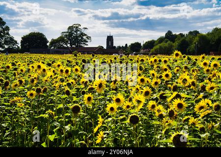 Le tournesol au soleil Banque D'Images