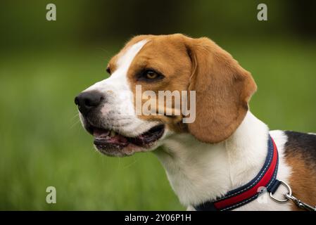 Portrait de chien Beagle à l'extérieur dans la nature Dog thème fond Banque D'Images