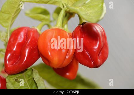 Usine Habanero Banque D'Images