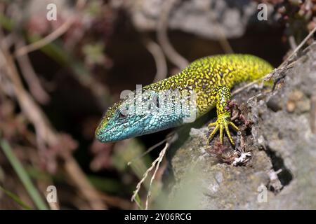 Lézard vert européen (Lacerta viridis) mâle oriental, ensoleillé devant la grotte Banque D'Images