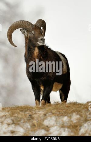 Mouflon en hiver Banque D'Images