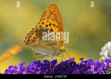 Manteau d'empereur sur le Butterfly Bush Banque D'Images