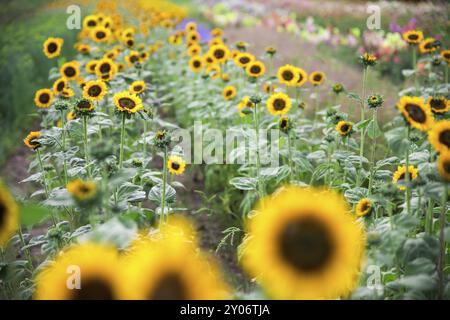 Champ de fleurs de soleil, été Banque D'Images