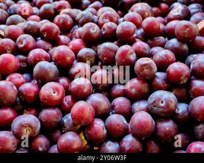 La prune est un fruit de certaines espèces de Prunus subg. Prunus, prunes sont susceptibles d'avoir été l'un des premiers fruits domestiqués par les humains, avec des origines dedans Banque D'Images