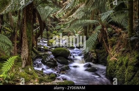 Un ruisseau dans la jungle tasmanienne avec des fougères Banque D'Images