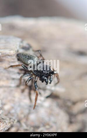 Cuivre Sun Jumper Jumper Spider (Heliophanus cupreus) mâle. Salticidae. Sussex, Royaume-Uni Banque D'Images