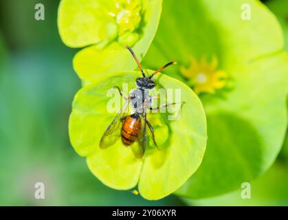 L'abeille nomade de Fabricius (Nomada fabriciana), sur Spurge. Apidae. Sussex, Royaume-Uni Banque D'Images