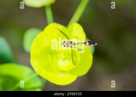 Femelle Gossamer Hoverfly (Baccha elongata) en vol - insecte planant. Syrphidae. Sussex, Royaume-Uni Banque D'Images