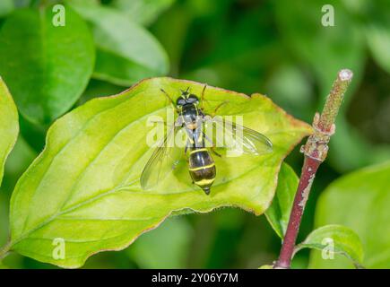 Fantôme femelle Hoverfly (Doros profuges). Sussex, Royaume-Uni Banque D'Images