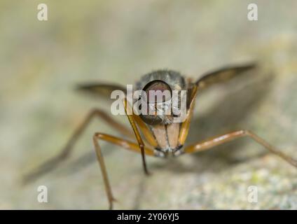 Mâle Downlooker Snipe Fly nettoyant lui-même (Rhagio scolopaceus), Rhagionidae. Sussex, Royaume-Uni Banque D'Images