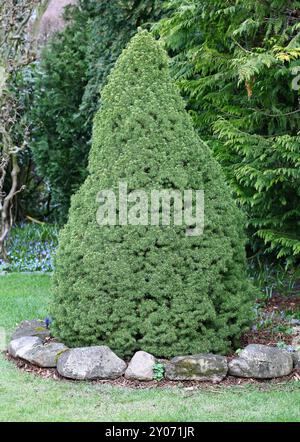 Épicéa (Picea) glauca var. Albertiana 'Conica', épinette à sucre en cône Banque D'Images