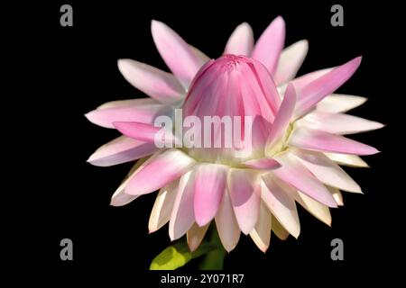 Fleur de paille dans le jardin avec fond noir Banque D'Images