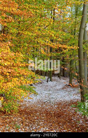 Début de l'hiver en automne Banque D'Images