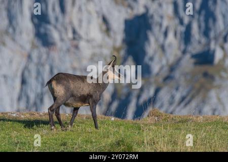 Chamois (Rupicapra rupicapra), se dresse sur la crête, Hochschwab, Styrie, Autriche, Europe Banque D'Images