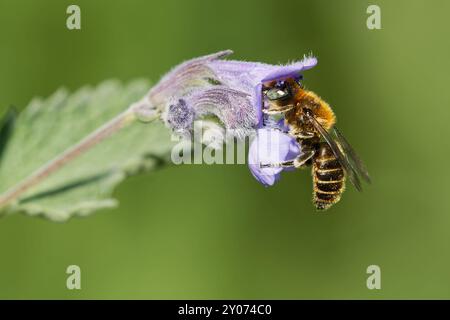 Abeille sauvage sur une menthe Banque D'Images