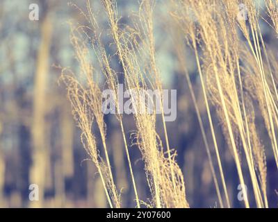 Close up de l'herbe de la pampa sur une journée froide Banque D'Images