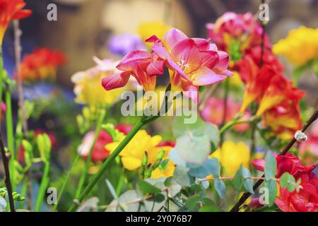 Gros plan fleur de rouge (alstroemeria), fond d'anniversaire de vacances Banque D'Images