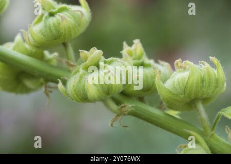 Gros plan de la germination de fleurs macro Banque D'Images