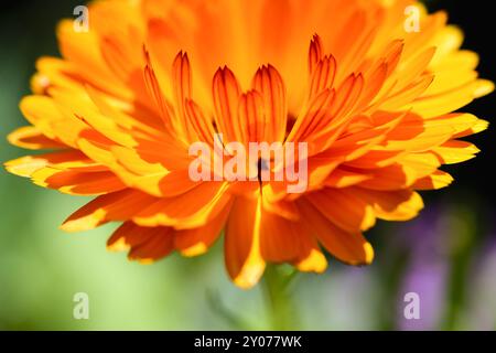 Fleur d'un souci orange Banque D'Images