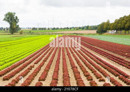 Laitue d'agneau, Lollo bionda et Lollo rossa, basse-Saxe, Allemagne, Europe Banque D'Images