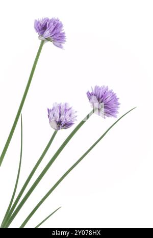 Gros plan artistique de ciboulette (Allium schoenoprasum), herbes culinaires, floraison avec fleurs violettes fleurs végétales, isolé sur blanc Banque D'Images