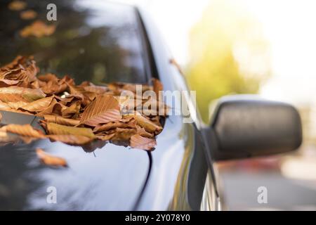 Close up de feuilles tombées sur la fenêtre d'une voiture Banque D'Images