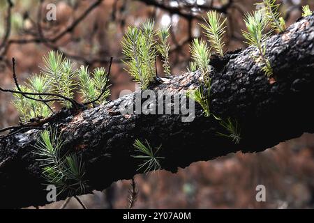 Nouvelle vie de pins brûlés après un incendie de forêt, Montanas Negras zone de randonnée, Parque Natural de Corona Forestal Banque D'Images