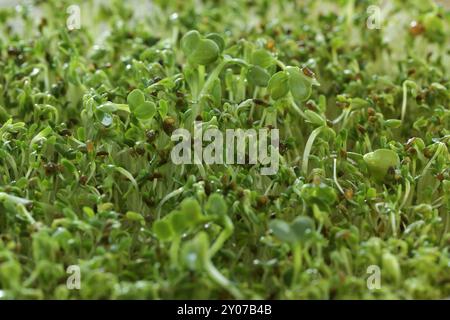 Pousses de cresson (Nasturtium officinale), graines de cresson germinatif vert abstrait gros plan. Banque D'Images