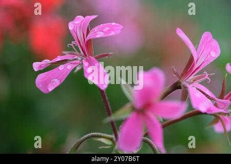 Gros plan de géraniums violets avec des gouttes de rosée le matin Banque D'Images