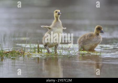 Oie de Greylag (Anser anser), poussins debout dans l'eau, Burgenland, Autriche, Europe Banque D'Images