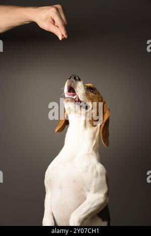 Chien Beagle sur fond gris debout sur les pattes de derrière, regardant vers le haut Banque D'Images