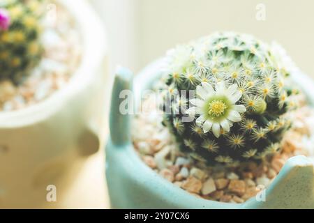 Bébé cactus en joli pot sur bois Banque D'Images