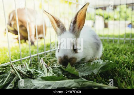 Mignon petit lapin mange de la salade dans un composé extérieur. Herbe verte, printemps Banque D'Images