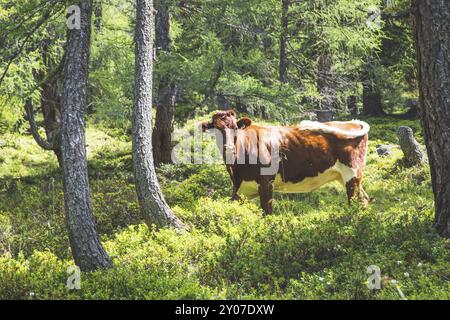 Vache paissant dans une forêt idyllique sur une montagne, Autriche, Europe Banque D'Images