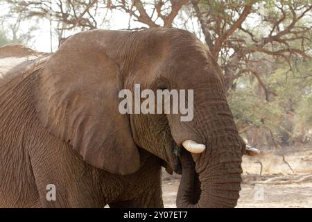 Éléphant du désert dans le lit sec de la rivière Huab, Damaraland, Namibie, ces éléphants se sont adaptés à l'extrême sécheresse de cette région. Le dese Banque D'Images